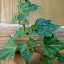 Hedera helix Green ripple